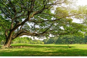 Outdoor lighting ideas for trees