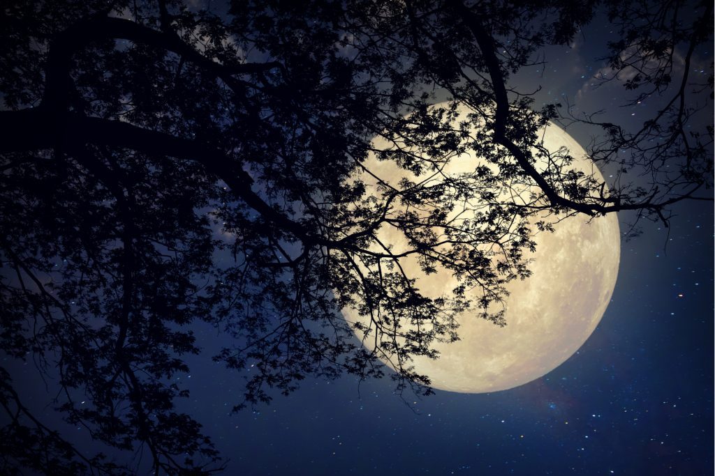 Moonlighting for tree lighting in your outdoor landscape, moonlight coming through a tree