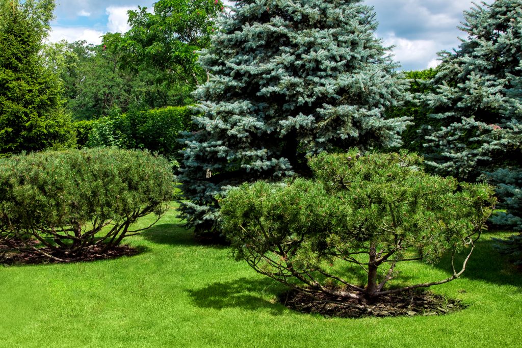 Pine trees and shrubs, conifer landscaping