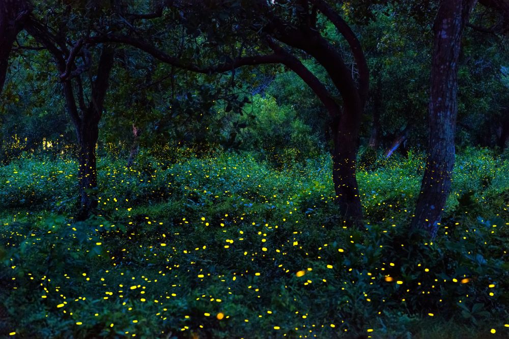 fireflies in meadow and trees