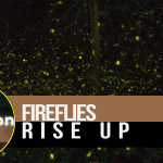 Light Pollution News August 2023 - Fireflies rise Up!